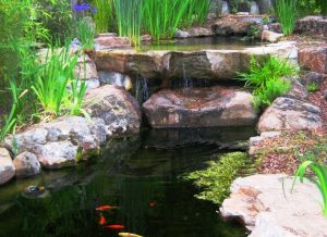 Koi Pond and Waterfall